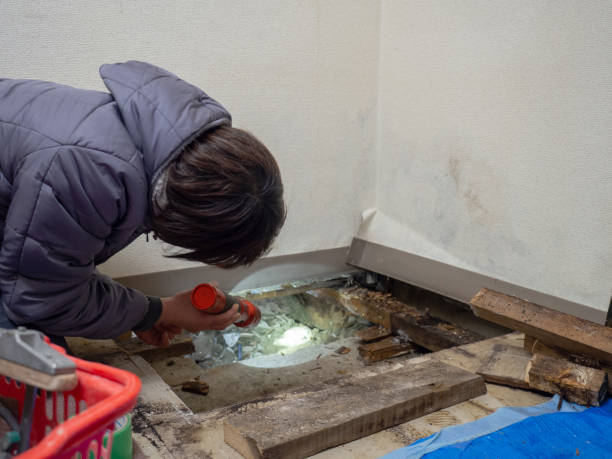  Ventress, LA Mold Removal Pros